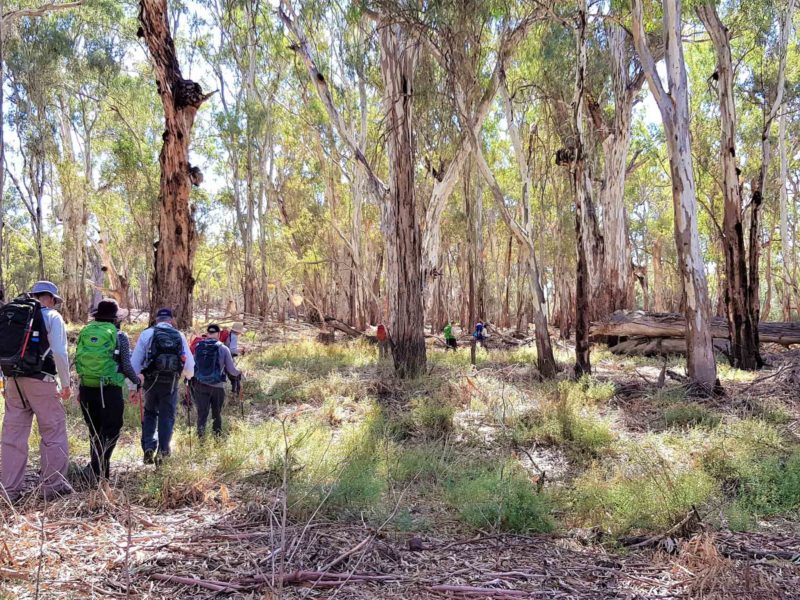 Walking along the Murray River Red Gum Forests