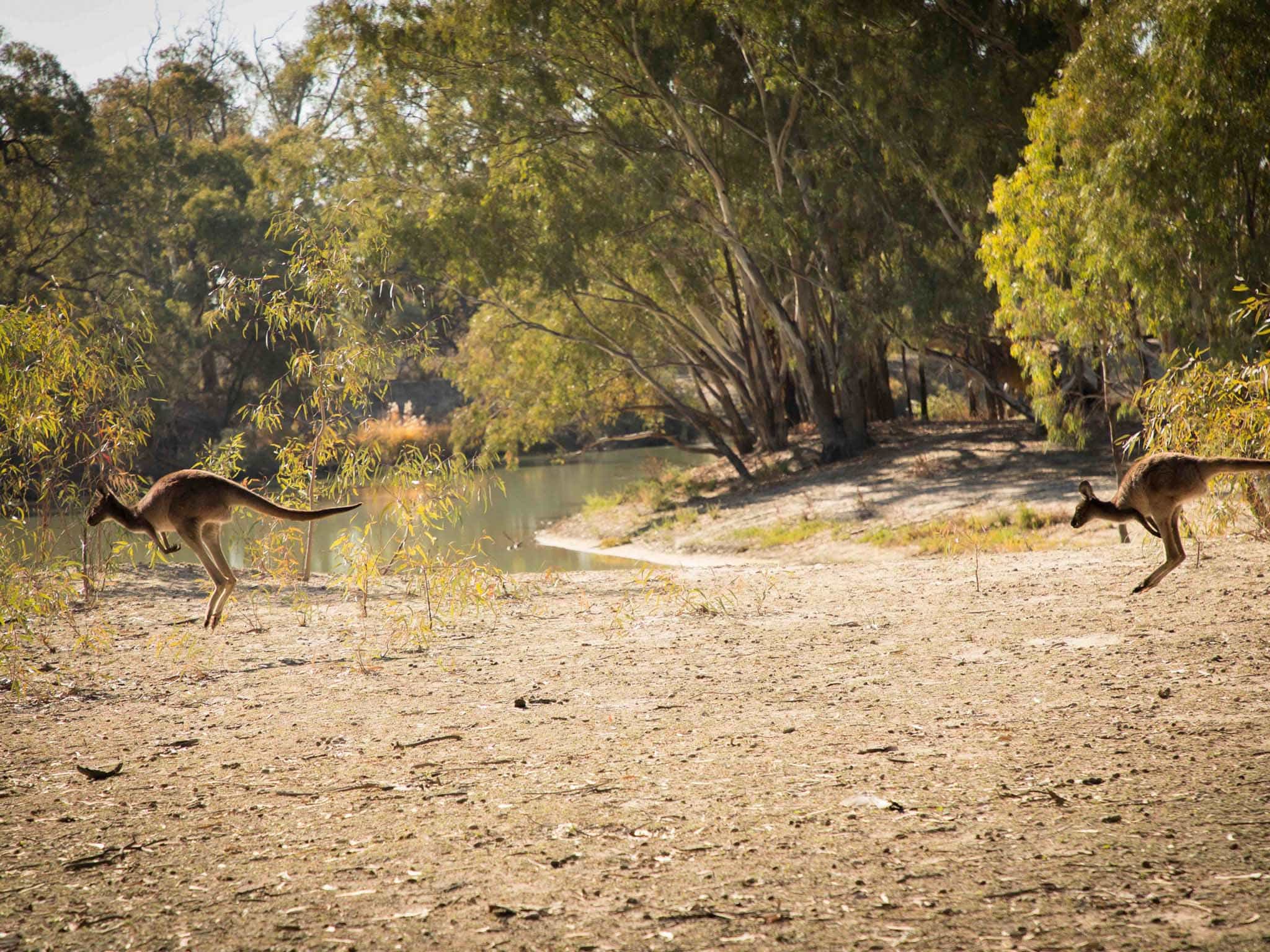 Murray River Walks Phoebe Smith Kangaroos On The Murray Murray River Walk Kangaroo South Australia Riverland