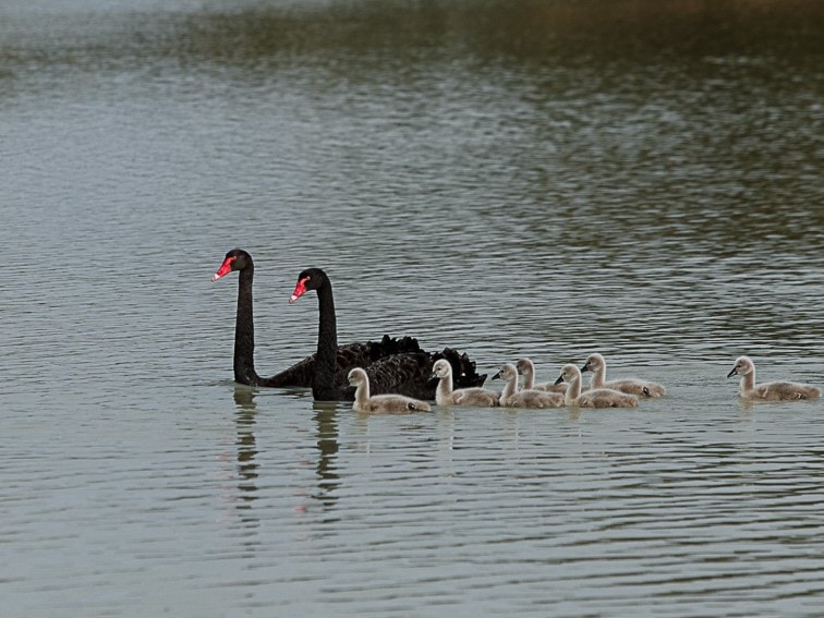 Murray River Safari Black Swan Birdwatching Tour South Australia