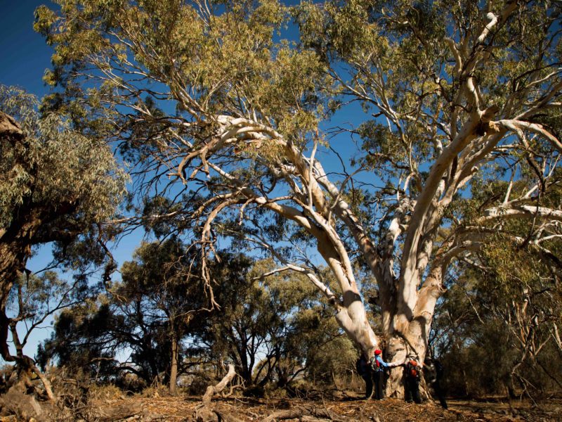 Murray River Tours Guided Walking South Australia