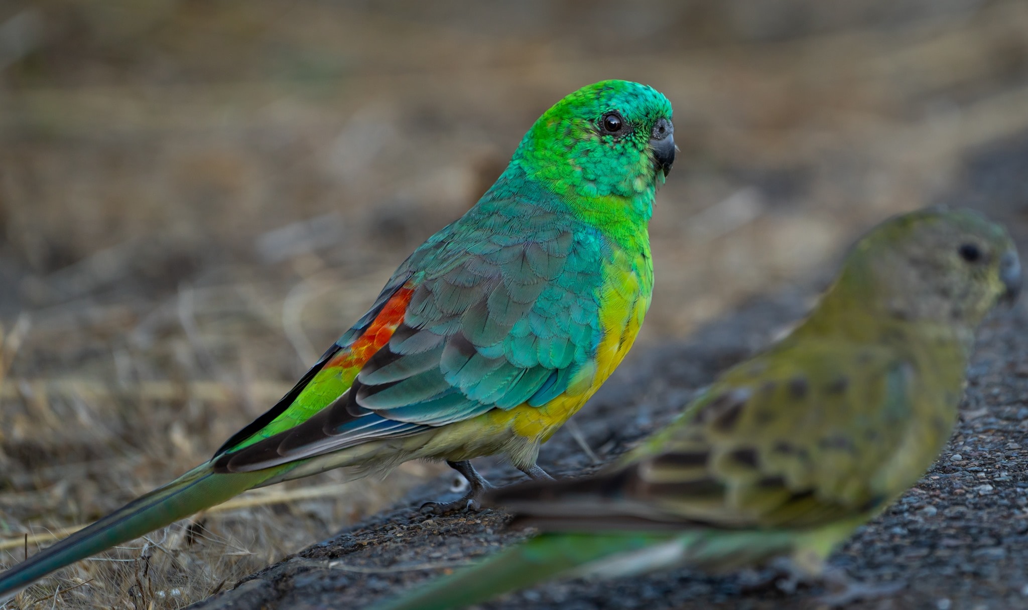 Murray River Safari Red Rumped Parrot Birds Australia South Australia