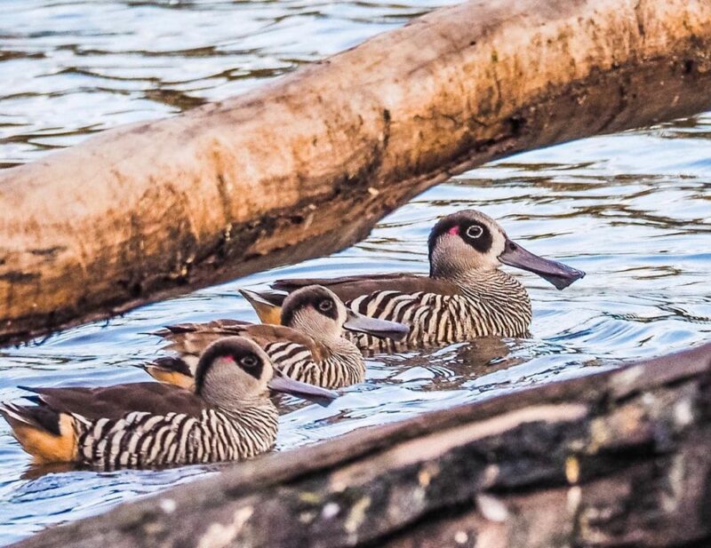 Murray River Tours Pink Eared Duck Birdwatching South Australia