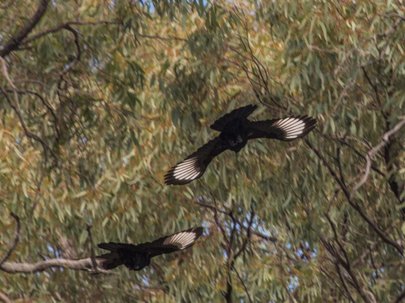 Murray River Trails Birdwatching South Australia