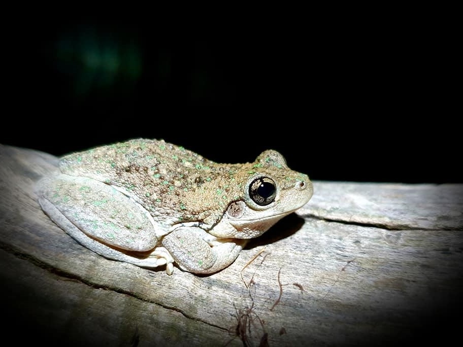 Perons Tree Frog Asha Billing Peron's Tree From Murray River Safari
