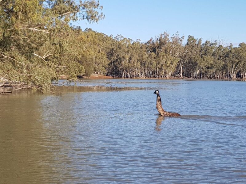 Emu Swimming Murray River