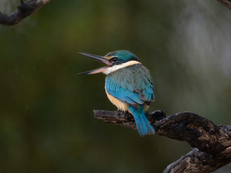 Birds of South Australia