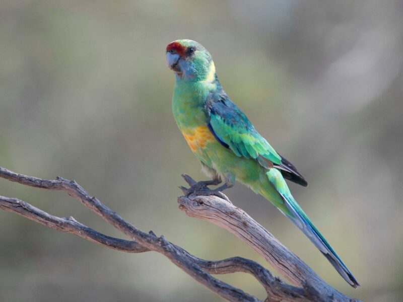 Mallee Ringneck Gluepot Reserve